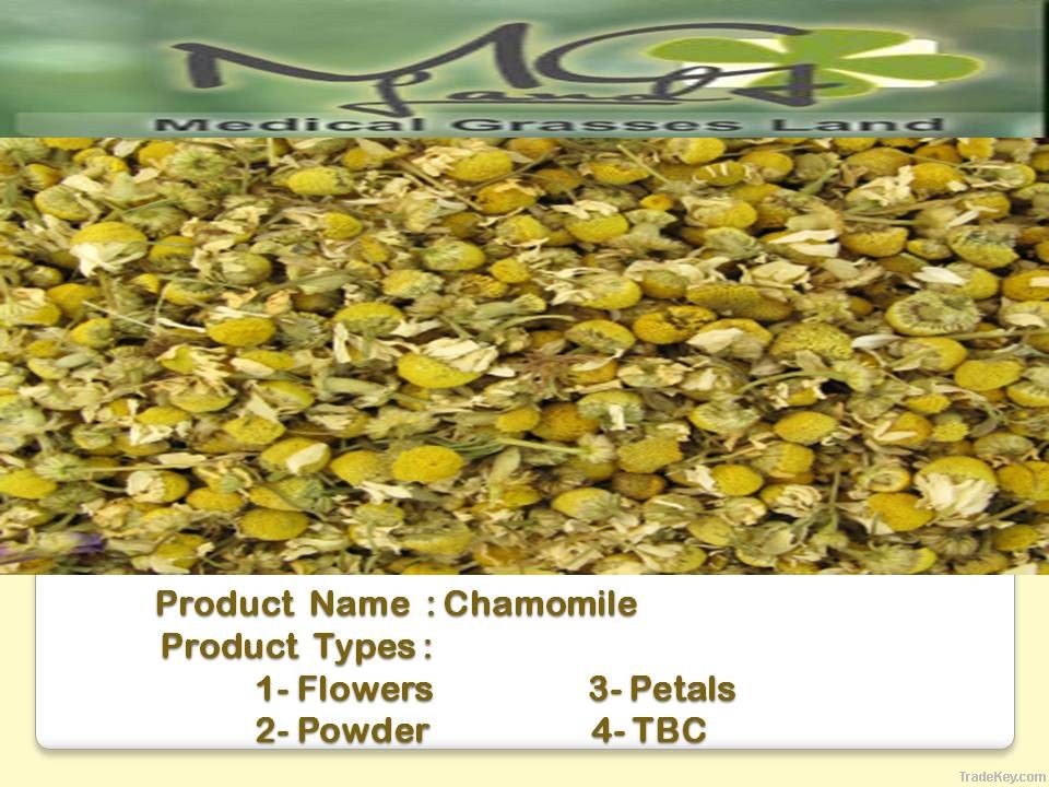 Chamomile