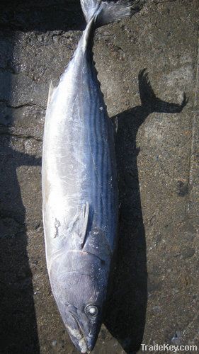 Frozen bonito tuna