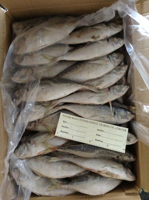 Frozen horse mackerel 20cm+