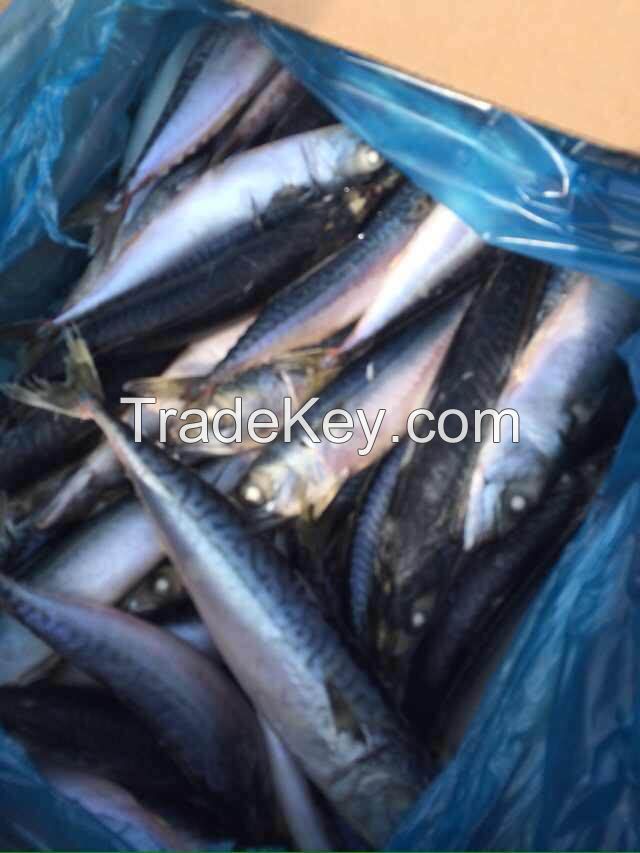 mackerel fish frozen new landing 