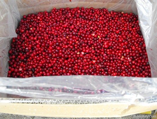 IQF wild lingonberry