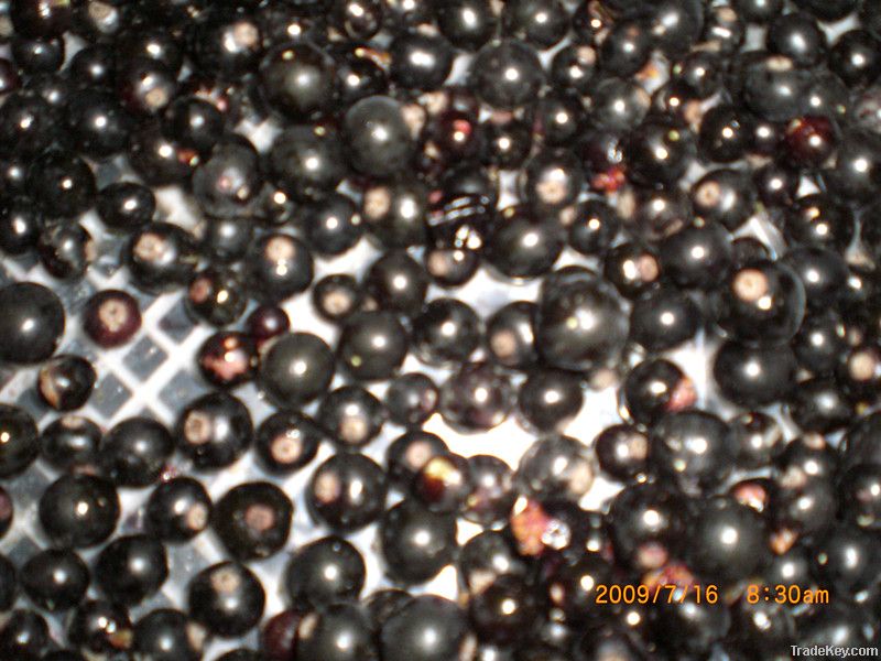 IQF black currant