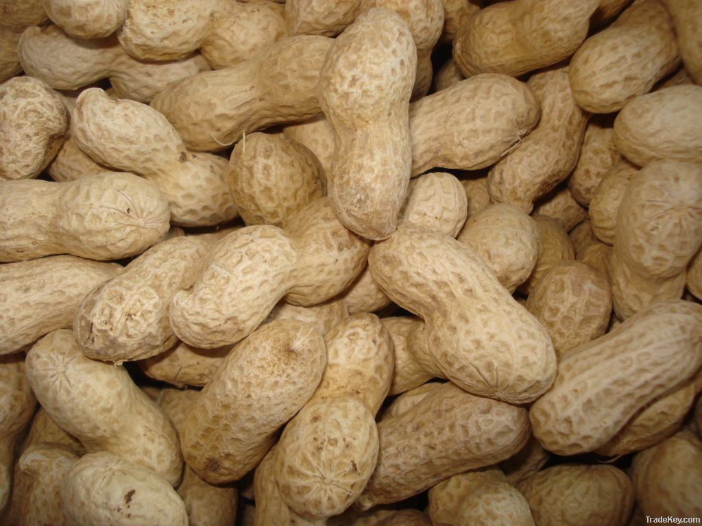 Peanuts with skin, raw &amp; roasted peanuts in shells