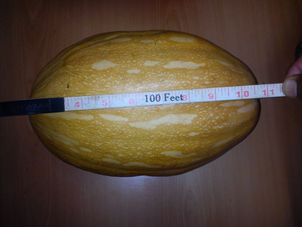 Calabaza/SQUASH