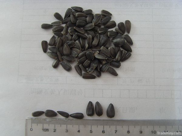 Oil sunflower seeds-2012 new crop