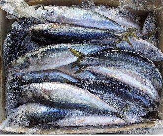 Japanese orijin frozen pacific mackerel