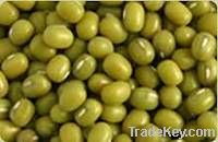 Green Mung Beans