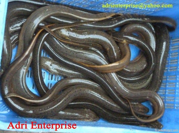 Eel Fish