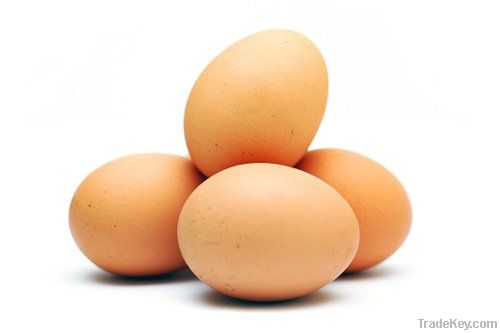 FRESH TABLE CHICKEN EGGS