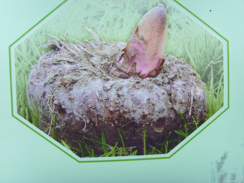 Konjac Glucomannan