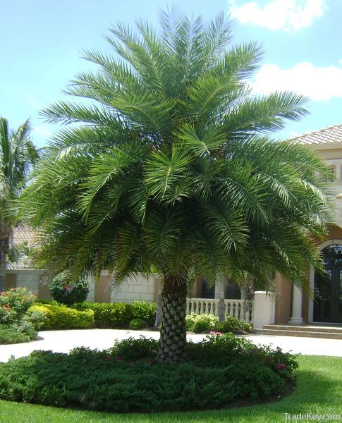 Phoenix Palm