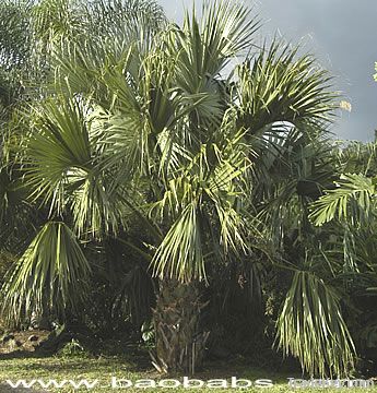 Sabal Palmetto