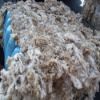 Greasy Wool Raw Wool