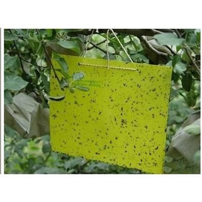 Thrips Whitefly Glue Paper