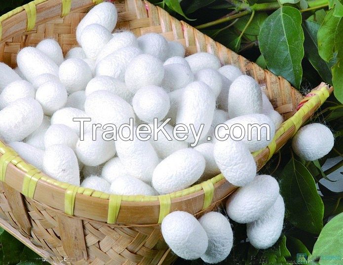 Skin care Vietnamese silk cocoon white natural silkworm cocoon