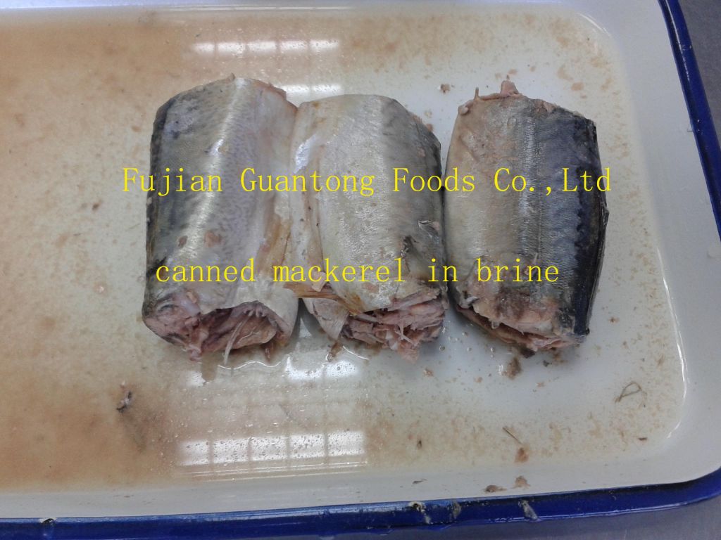 canned mackerel in brine SriLanka quality Chile best quality