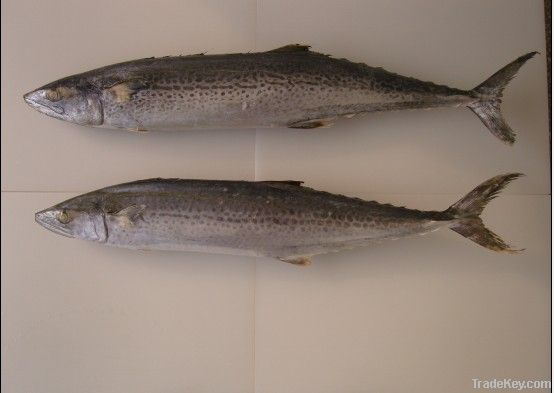 spanish mackerel