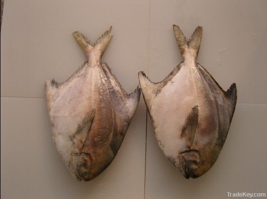 pomfret