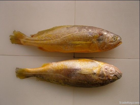 yellow croaker