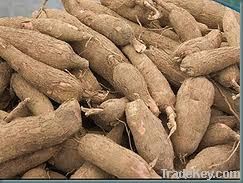 Fresh Cassava