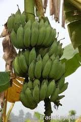 Plantain