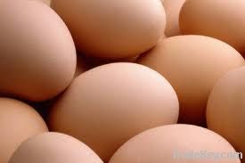 Chicken Eggs