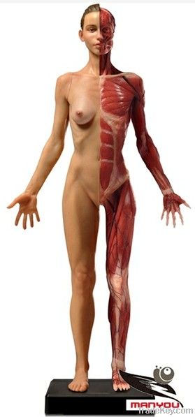 Anatomy model for female for art teach medical