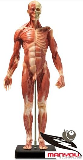 Human Anatomy model for male for art teach Art