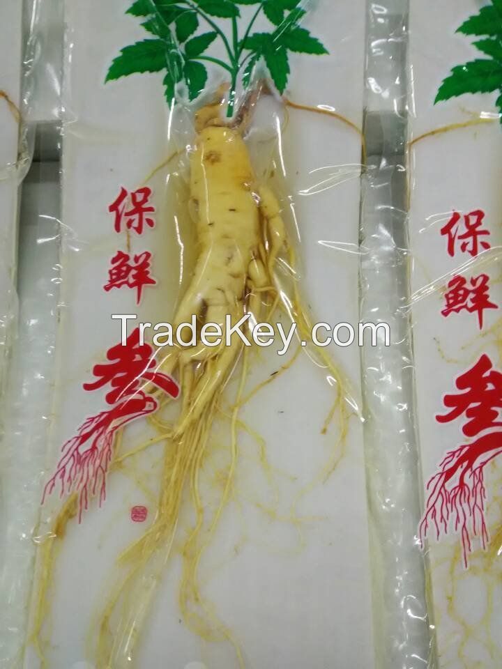 Fresh Ginseng