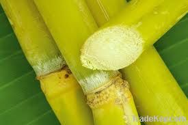 fresh sugar cane