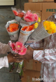 Gerbera Flower | Fresh Cut Flowers