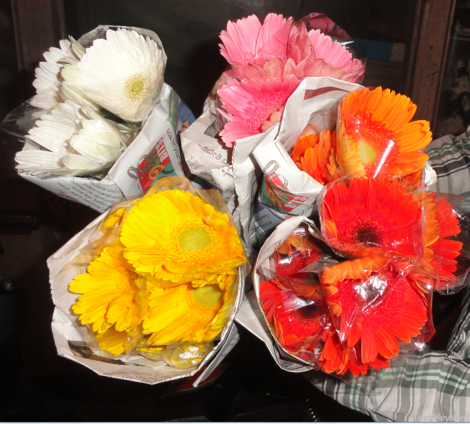 Gerbera Flower | Fresh Cut Flowers