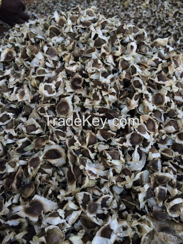 Moringa Oleifera Seed (Drumstick Seed)