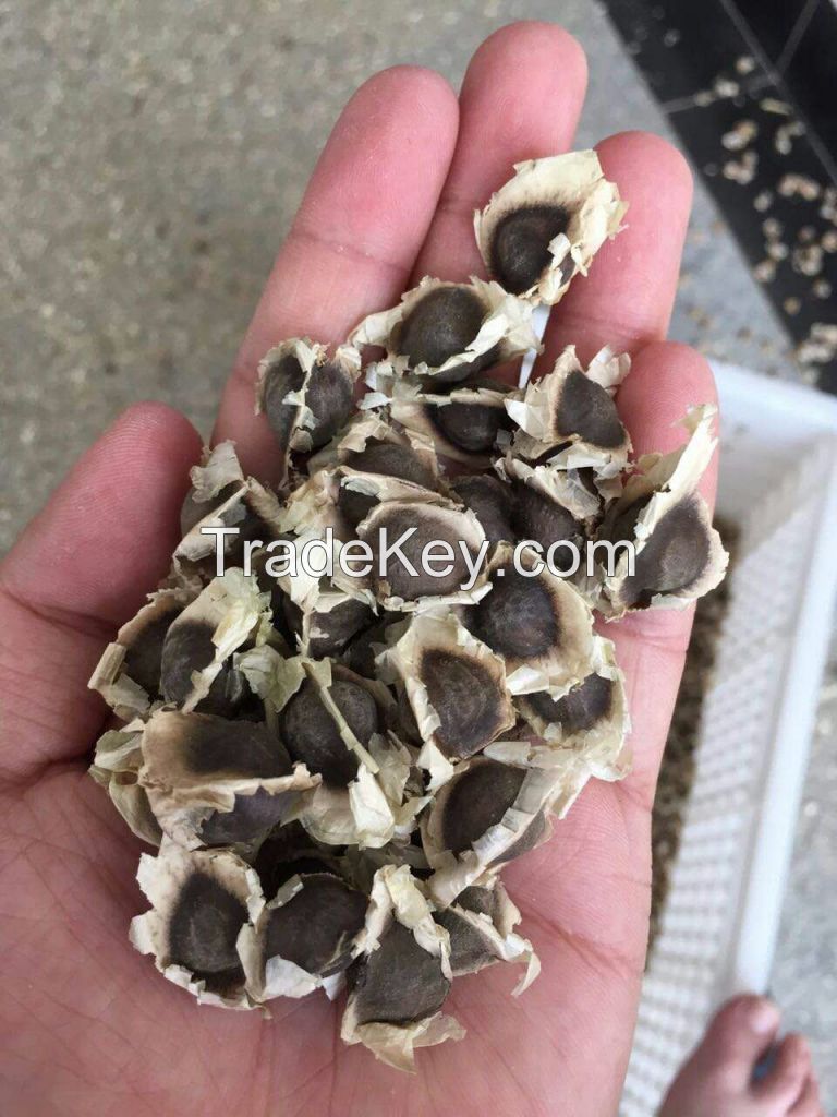 Moringa Oleifera Seed (Drumstick Seed)