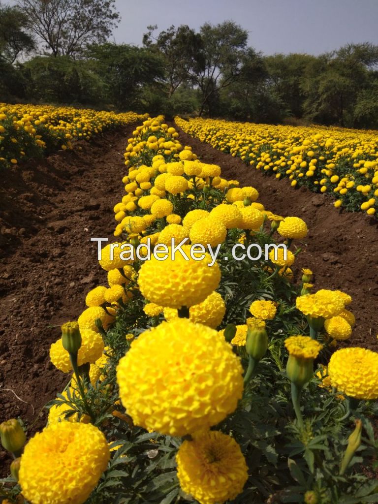 Marigold flower seed 