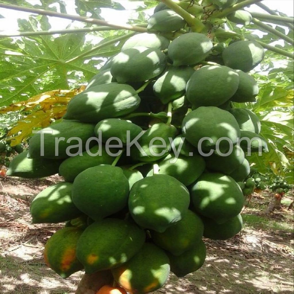 Papaya 