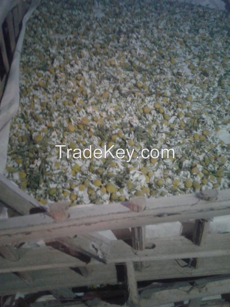 Chamomile Flowers