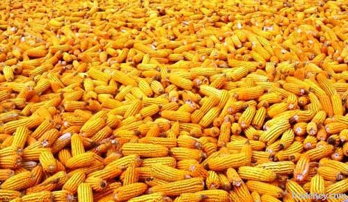 Yellow Corn