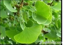 Ginkgo Biloba Extract