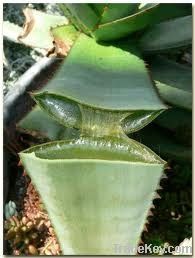 Aloe Vera Gel Juice with Pulp