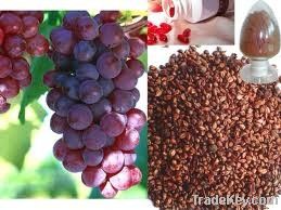 Grape Seed Extract