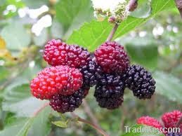 Mulberry Fruit Extract