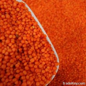 Whole Red Lentil