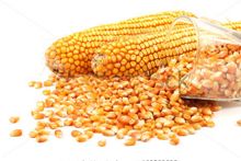 CORN