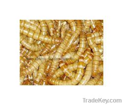 Natural Pet Food Mealworm (SV-DM) Fresh