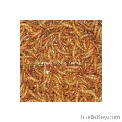 Wild Bird Food Dried Mealworms