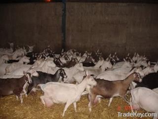 DAIRY MILKING SAANEN GOATS