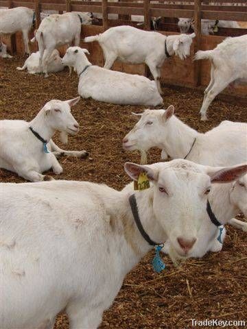 DAIRY MILKING SAANEN GOATS