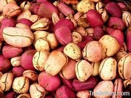 Kola Nuts