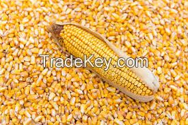 Yellow Corn , Barley  , Wheat , Peas , Lentils , Chickpeas